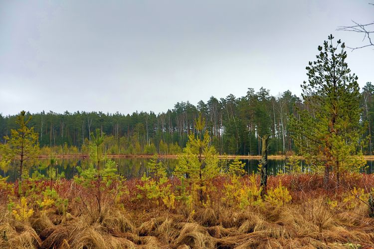 Озеро Окуни (Окунево) Озеро Окуни (Окунево)